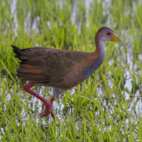 Giant Wood-Rail